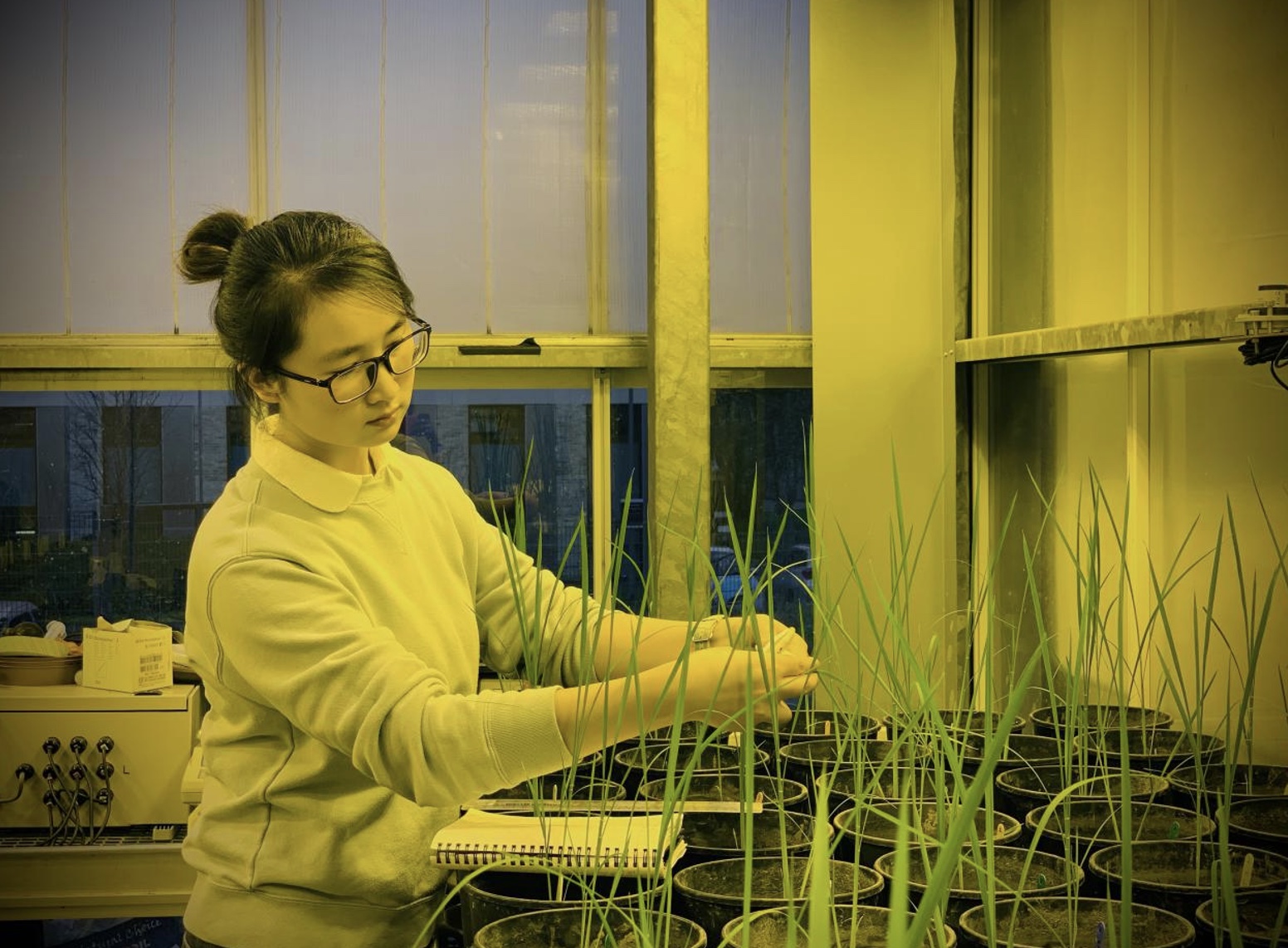 Rice rhizosheath development – A Visitor’s perspective of research in Lancaster