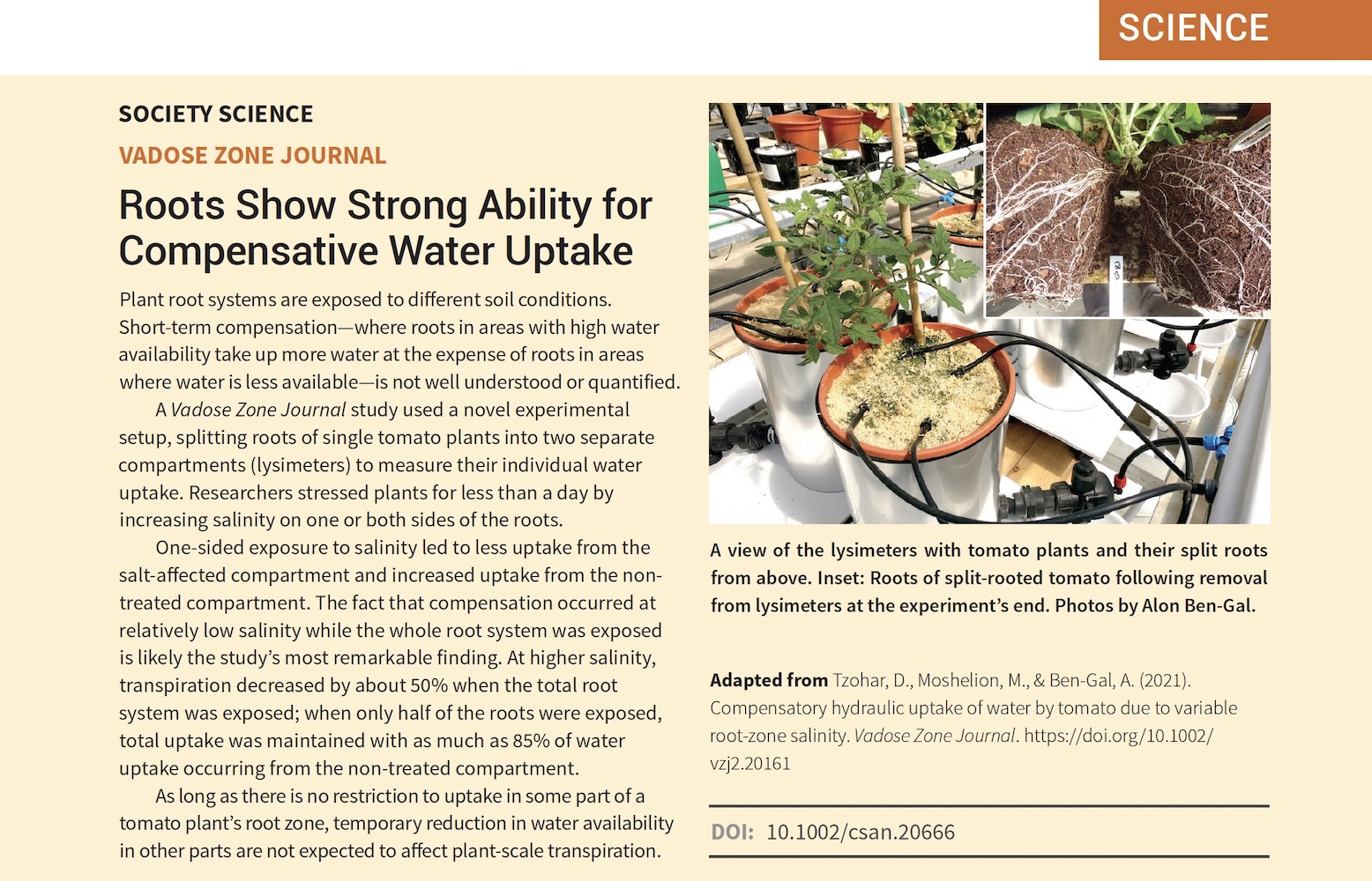 Roots Show Strong Ability for Compensative Water Uptake